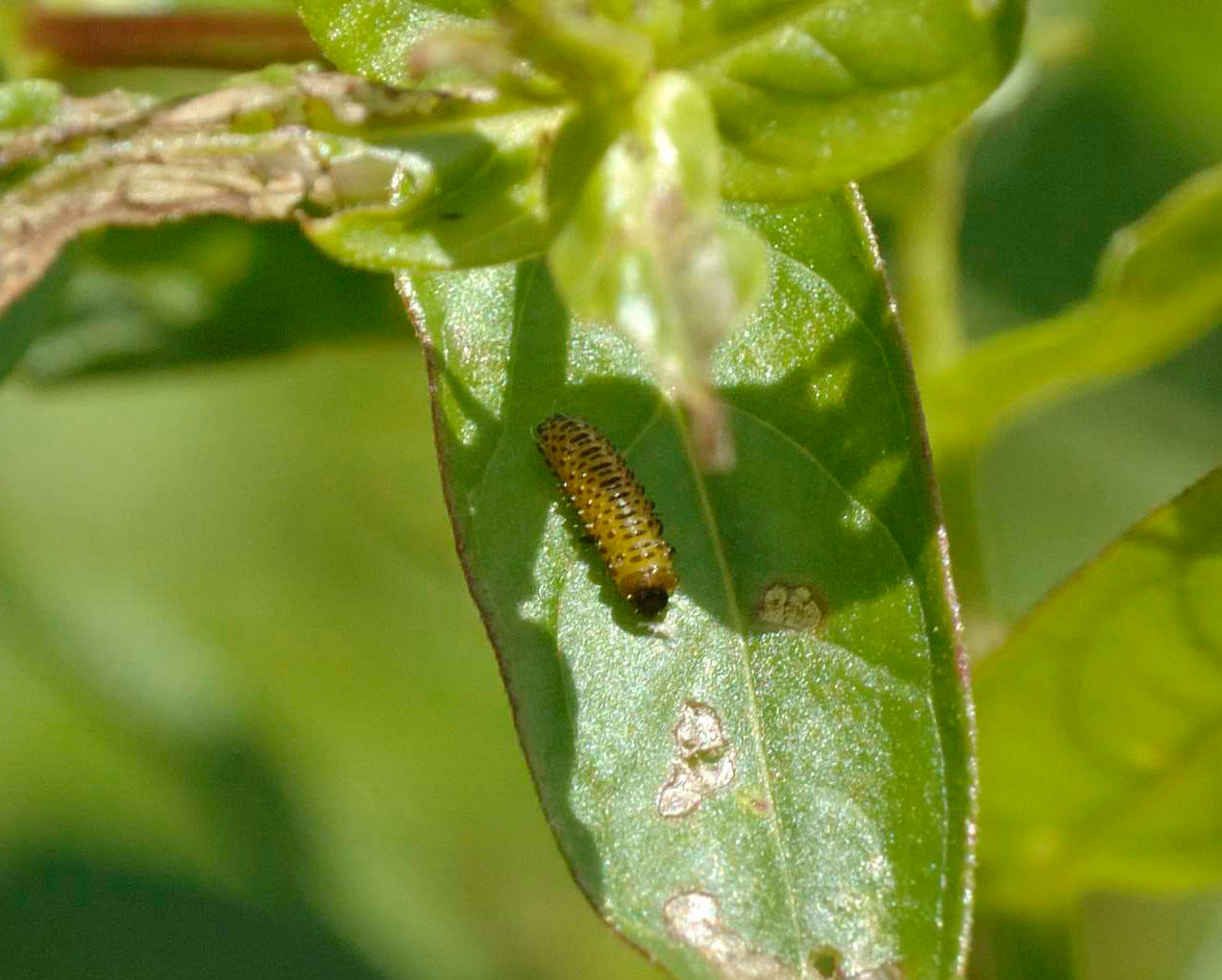 A larval Galerucella is present on a purple loosestrife plant and appears to be in one of the last instars before becoming an adult. The larvae of the Galerucella also feed on loosestrife. The damage done to a purple loosestrife plant by Galerucella resembles shotgun pellet holes.
